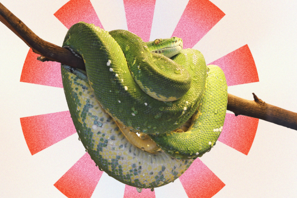 До чого сниться змія. Чи потрібно боятись сновидінь про змію?