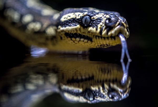 до чого сниться змія до чого сниться змія - фото 1