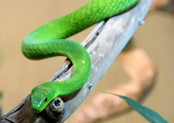 сонник змія повзе наснилась гадюка