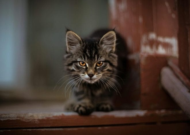 Що робити, щоб допомогти коту адаптуватись до нового дому