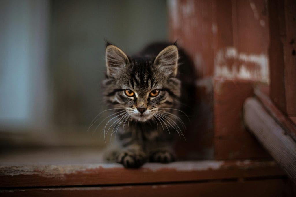 Що робити, щоб допомогти коту адаптуватись до нового дому