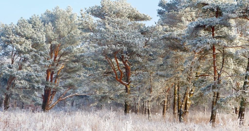 Гороскоп на 16 лютого для всіх знаків зодіаку: день, коли здійснюються бажання