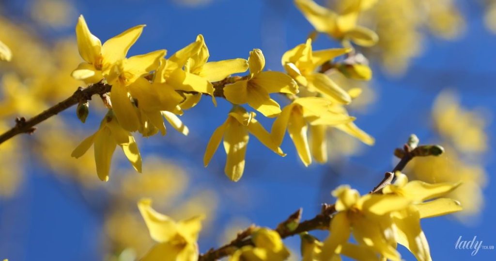 Гороскоп на 21 березня для всіх знаків зодіаку: день, коли агресію може виявити хто завгодно