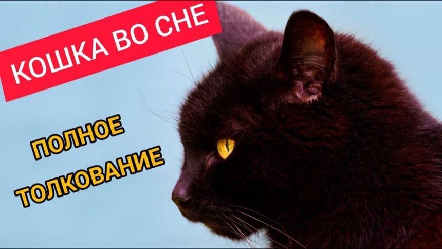 К Чему Снится Кал Женщине: Толкования и Значения в Сонниках