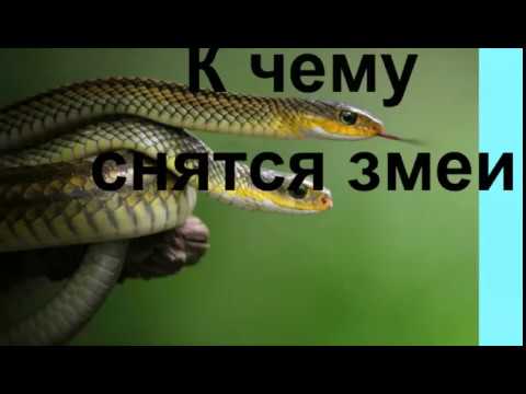 К Чему Снится Змея: Толкования и Символика Во Снах