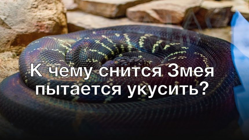 К Чему Снится Змея: Толкования и Символика Во Снах