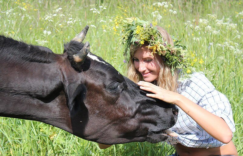 До Чого Сниться Корова Жінці: тлумачення снів та символіка