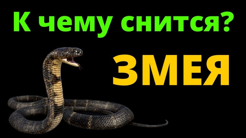 К Чему Снится Змея: Толкования и Символика Во Снах