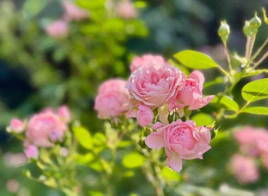 Гороскоп на 26 червня для всіх знаків зодіаку: день, коли важливо зберігати внутрішню рівновагу