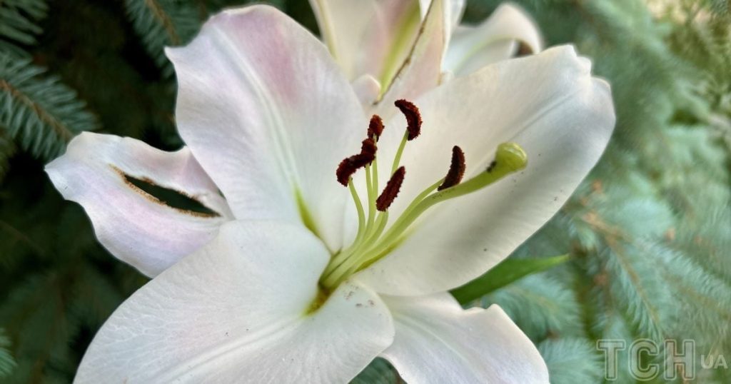 Гороскоп на 16 липня для всіх знаків зодіаку: день мінливої енергії