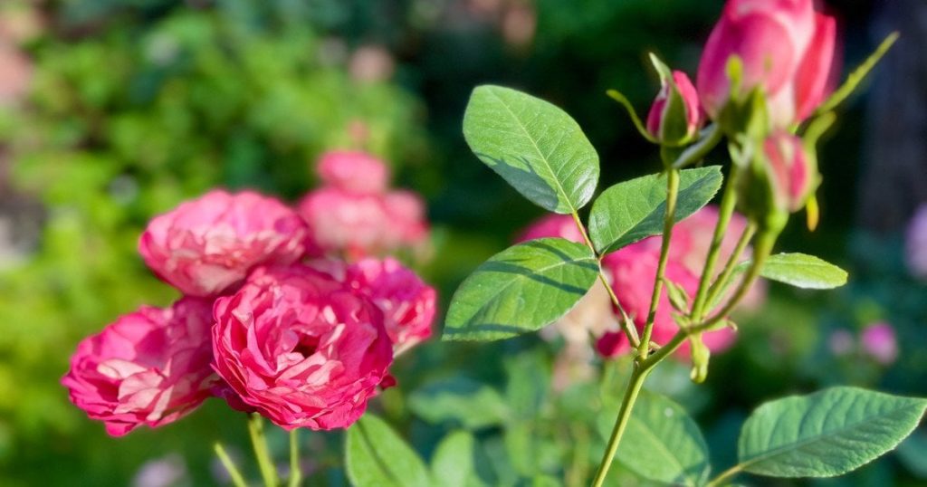 Гороскоп на 2 липня для всіх знаків зодіаку: день, коли важливо не піддатися чужому впливу